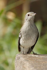Colluricincla harmonica harmonica