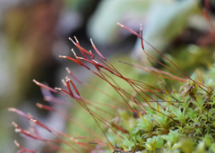 Syntrichia ruralis