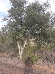 Quercus agrifolia