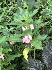 Impatiens