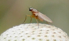 Lonchoptera bifurcata