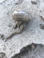 Disciseda subterranea