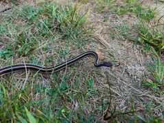 Thamnophis saurita saurita