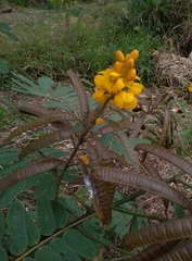 Senna reticulata image