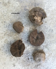 Disciseda subterranea