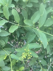 Callaeum macropterum