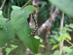 Melanchroia chephise