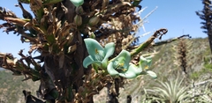 Puya alpestris