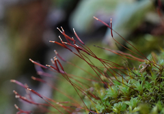 Syntrichia ruralis