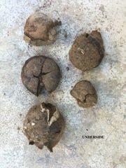 Disciseda subterranea