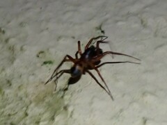 Corinnidae