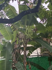 Musa