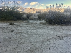 Disciseda subterranea