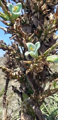 Puya alpestris