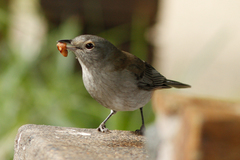 Colluricincla harmonica harmonica