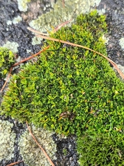 Tortula muralis