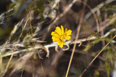 Baileya multiradiata