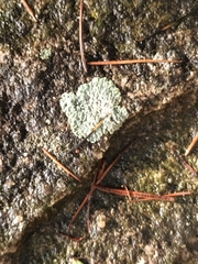 Protoparmeliopsis muralis