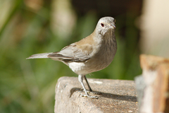Colluricincla harmonica harmonica