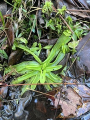 Pinguicula primuliflora