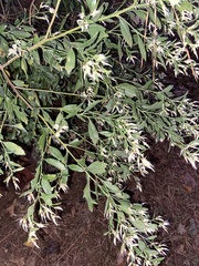 Baccharis halimifolia