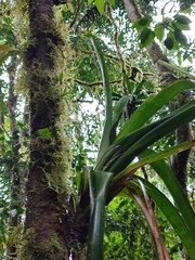 Bromeliaceae