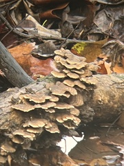 Trametes ochracea