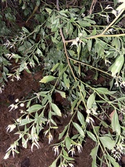 Baccharis halimifolia