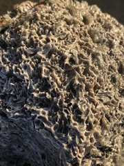 Dodecaceria fewkesi