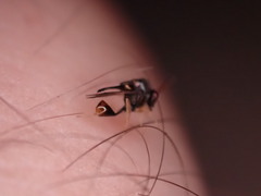 Eucharitidae