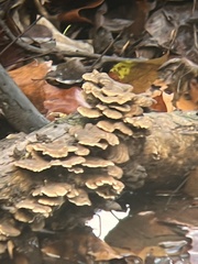 Trametes ochracea