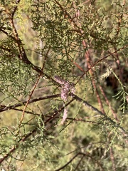 Tamarix
