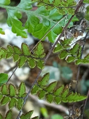 Myriopteris microphylla