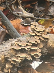 Trametes ochracea