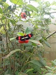 Heliconius erato petiverana image