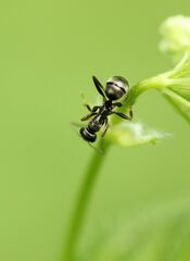Formica fusca