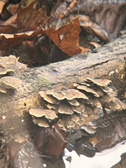 Trametes ochracea