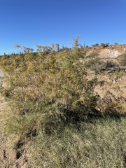 Tamarix