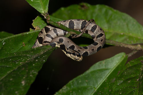 Photo of a Andean Snail-eater (Dipsas andiana)