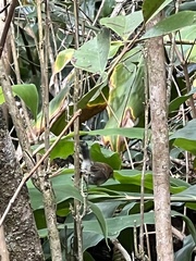 Chasiempis sclateri