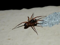 Corinnidae