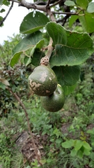 Caryocar brasiliense