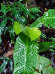 Heliconia latispatha