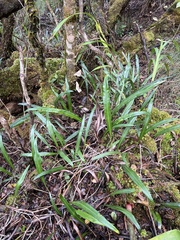 Elaphoglossum wawrae
