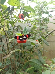 Heliconius erato