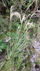 Austroderia richardii