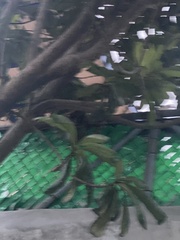 Heptapleurum arboricola