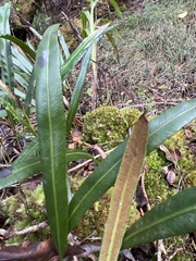 Elaphoglossum wawrae