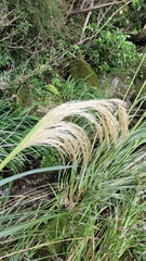 Austroderia richardii
