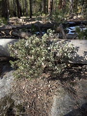Arctostaphylos